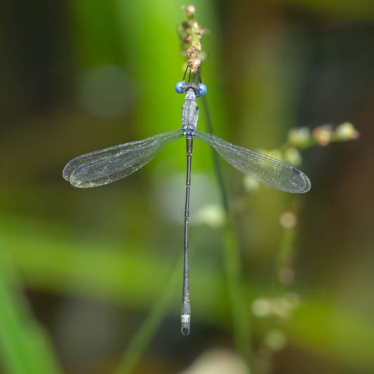 Lestes scalaris (Wedge-striped Spreadwing) male-2.jpg